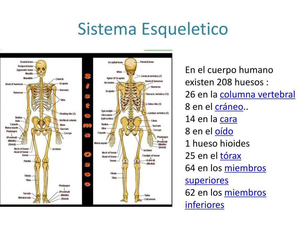 Featured image of post Sistemas Del Cuerpo Humano Wallpaper Sistema nervioso el esqueleto humano es una estructura