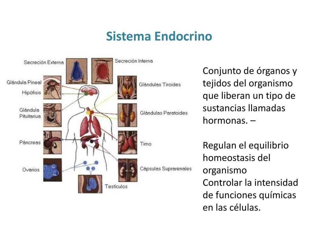 Sistema Endocrino Conjunto de órganos y tejidos del organismo que liberan un tipo de sustancias llamadas hormonas. –