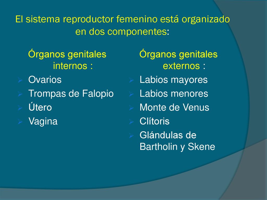 El sistema reproductor femenino está organizado en dos componentes: