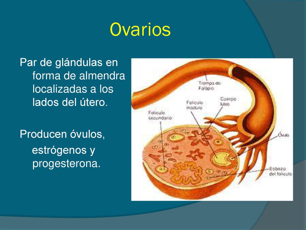 Ovarios Par de glándulas en forma de almendra localizadas a los lados del útero.