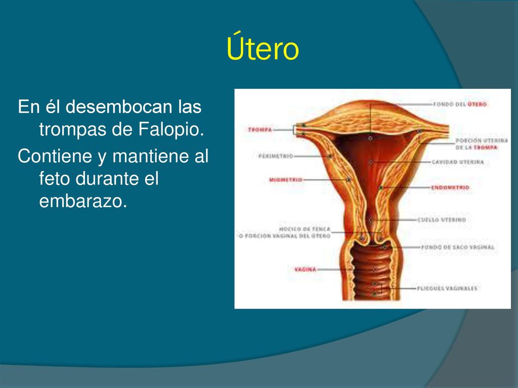 Útero En él desembocan las trompas de Falopio. Contiene y mantiene al feto durante el embarazo.