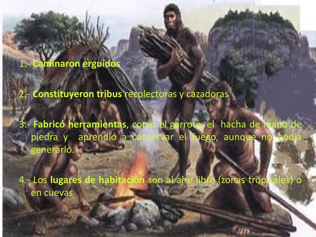 1.- Caminaron erguidos 2.- Constituyeron tribus recolectoras y cazadoras 3.- Fabricó herramientas, como el garrote, el hacha de mano de piedra y aprendió a conservar el fuego, aunque no podía generarlo.