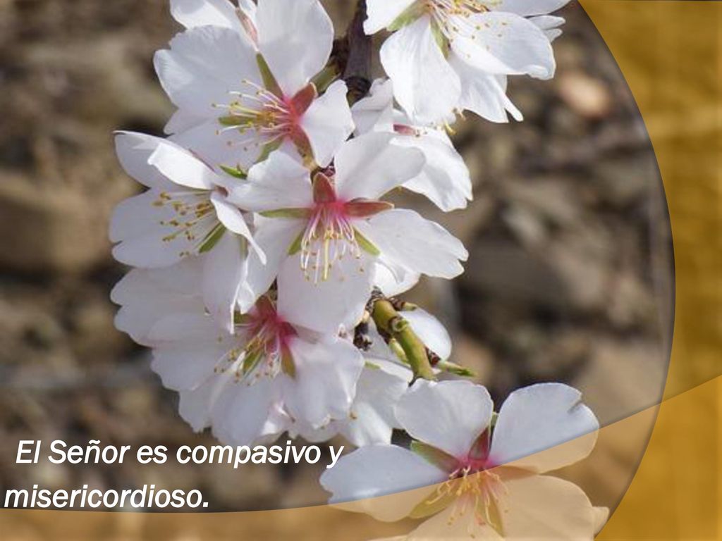 El Señor es compasivo y misericordioso.