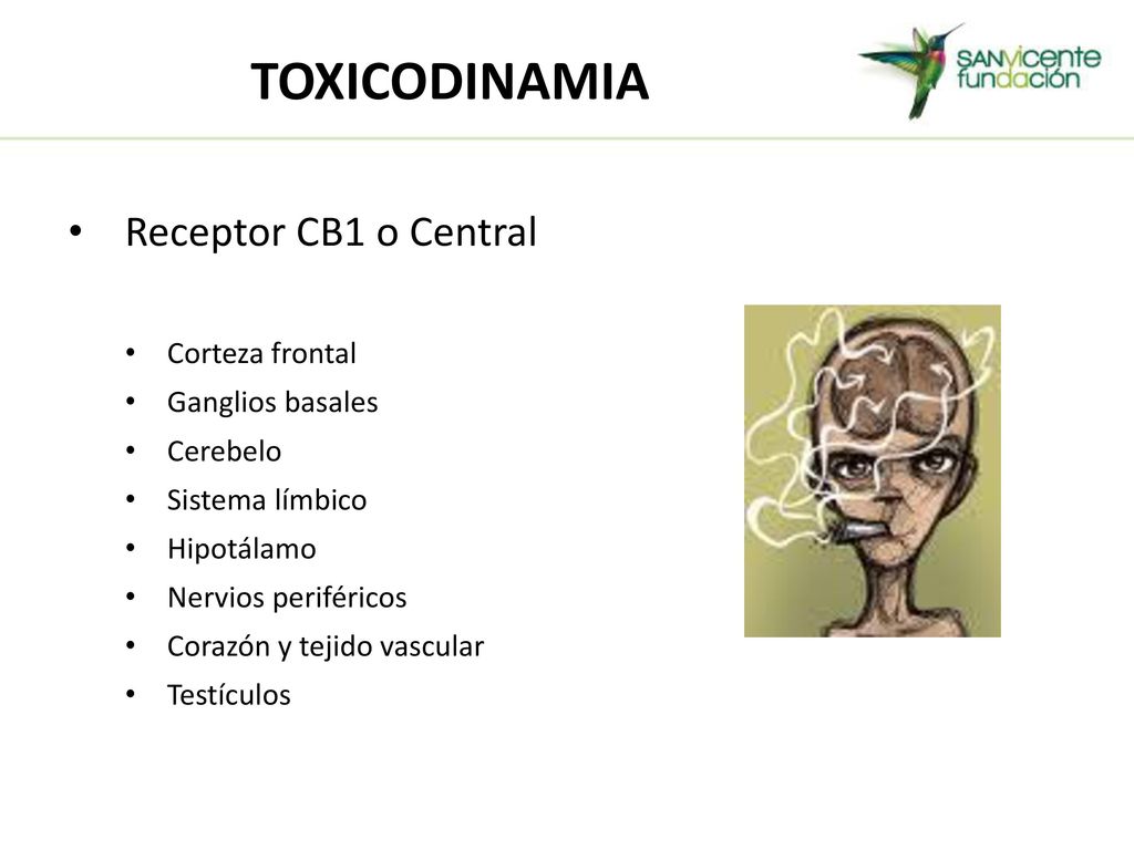 TOXICODINAMIA Receptor CB1 o Central Corteza frontal Ganglios basales