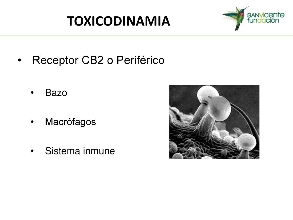 TOXICODINAMIA Receptor CB2 o Periférico Bazo Macrófagos Sistema inmune