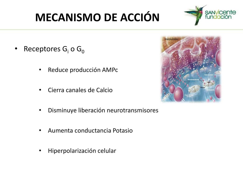 MECANISMO DE ACCIÓN Receptores Gi o G0 Reduce producción AMPc