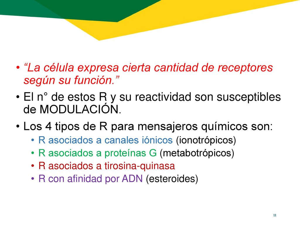 La célula expresa cierta cantidad de receptores según su función.