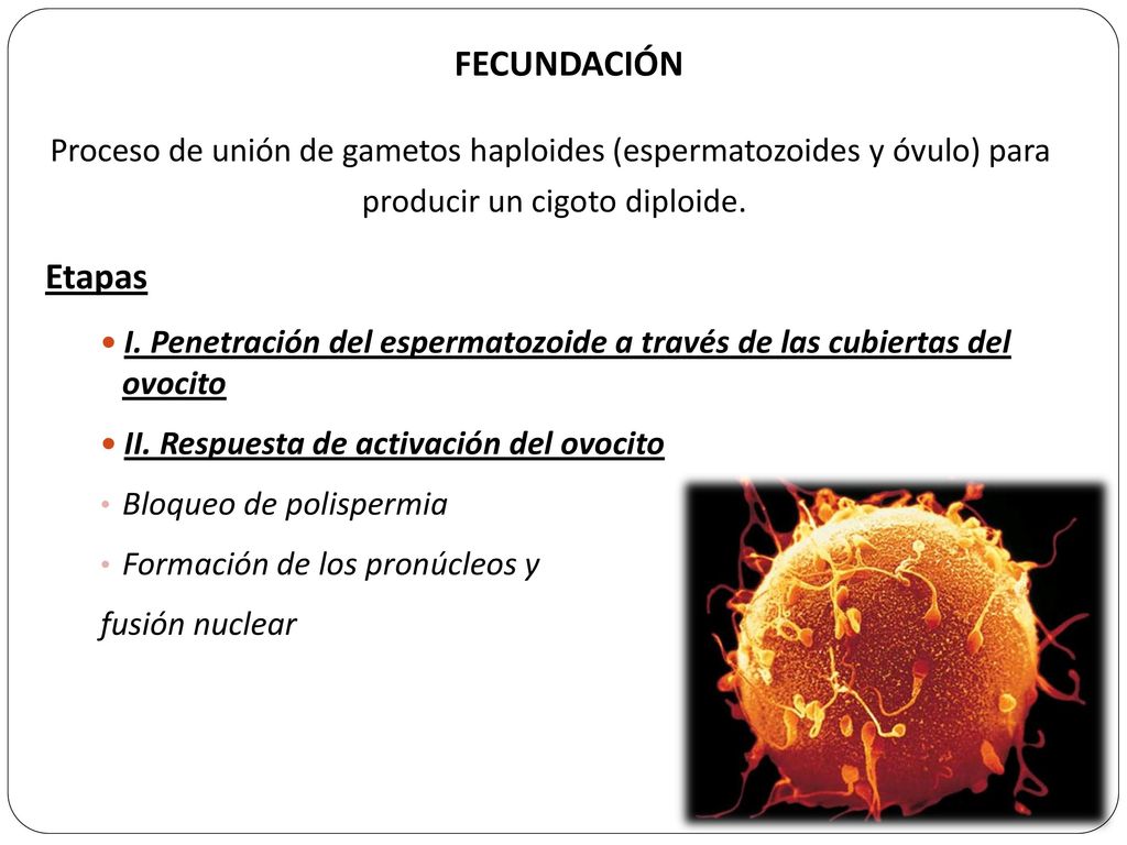 FECUNDACIÓN Proceso de unión de gametos haploides (espermatozoides y óvulo) para. producir un cigoto diploide.