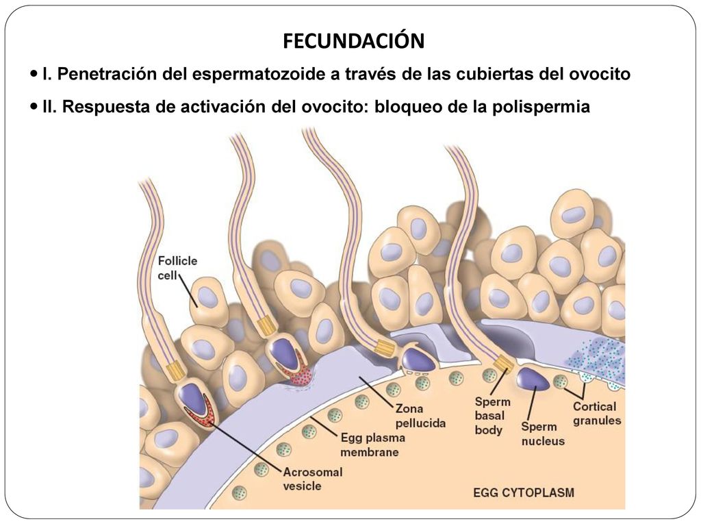 FECUNDACIÓN I. Penetración del espermatozoide a través de las cubiertas del ovocito.