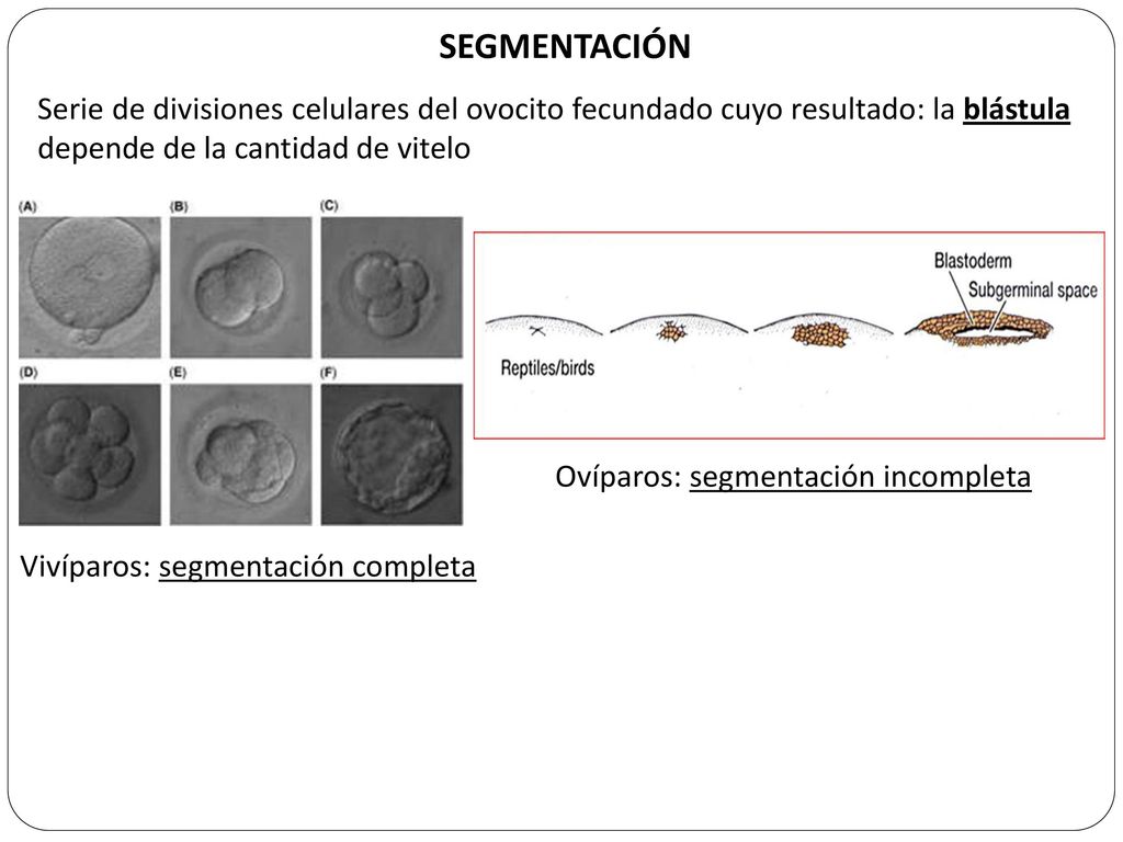 SEGMENTACIÓN Serie de divisiones celulares del ovocito fecundado cuyo resultado: la blástula depende de la cantidad de vitelo.