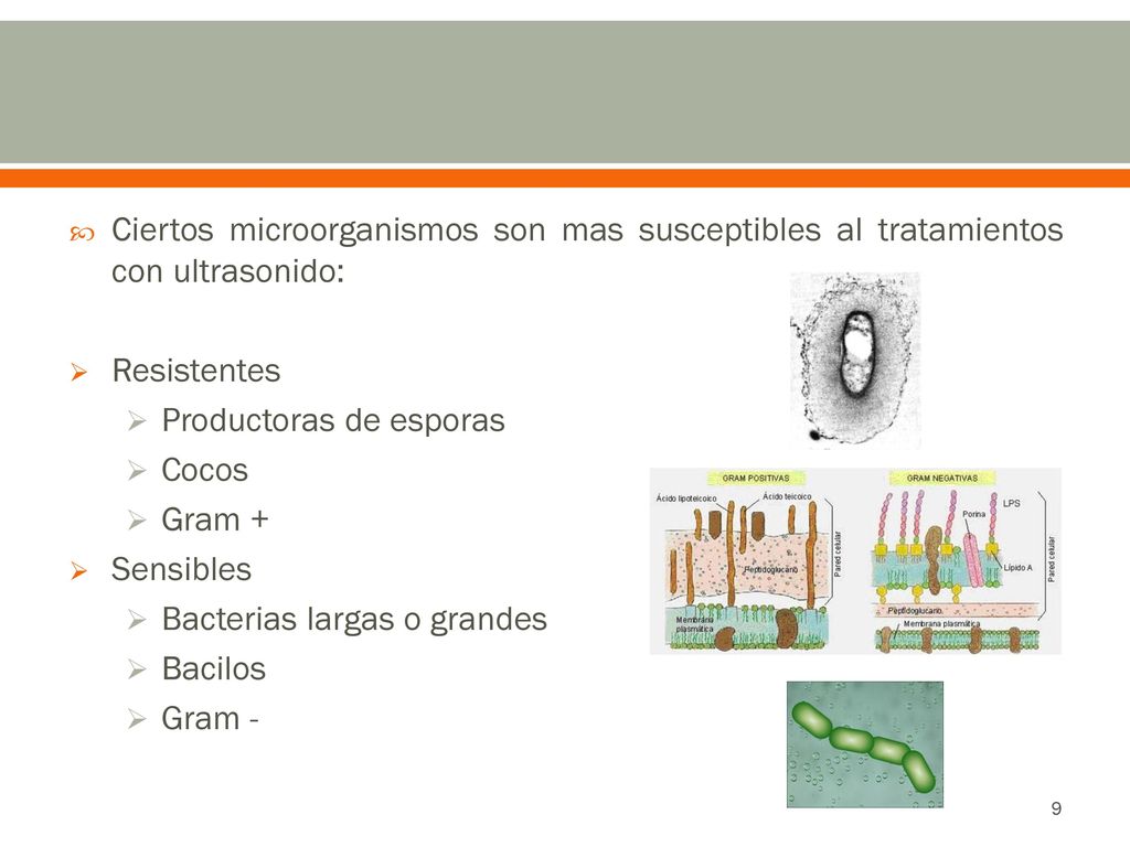 Ciertos microorganismos son mas susceptibles al tratamientos con ultrasonido: