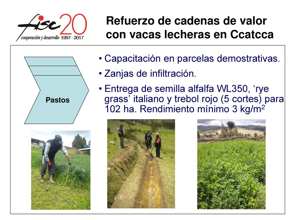 Refuerzo de cadenas de valor con vacas lecheras en Ccatcca