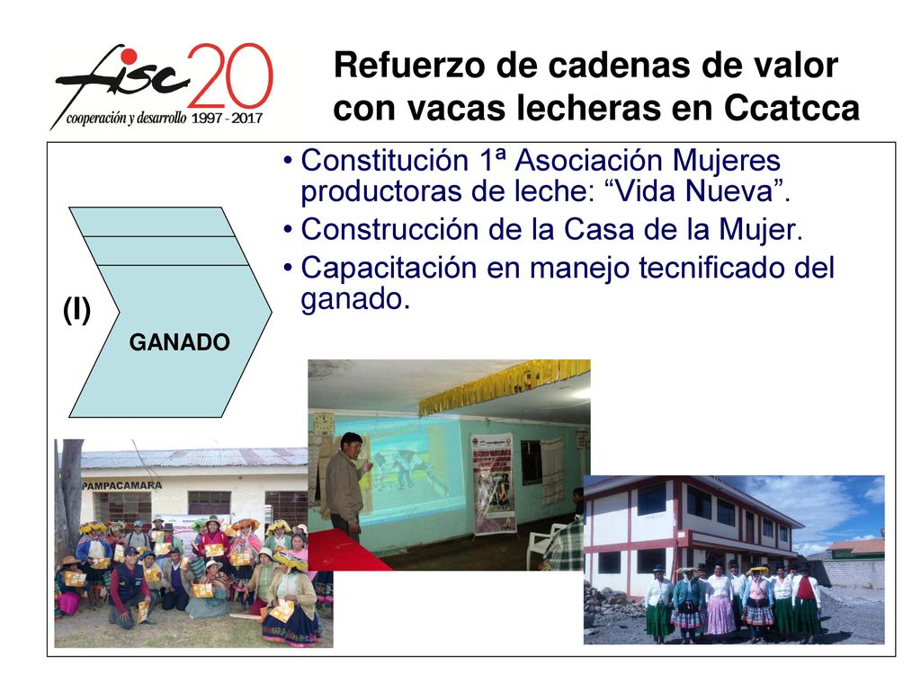 Refuerzo de cadenas de valor con vacas lecheras en Ccatcca