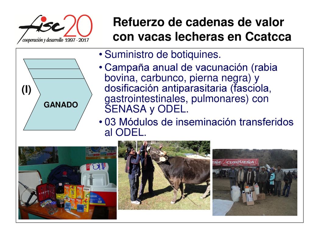 Refuerzo de cadenas de valor con vacas lecheras en Ccatcca
