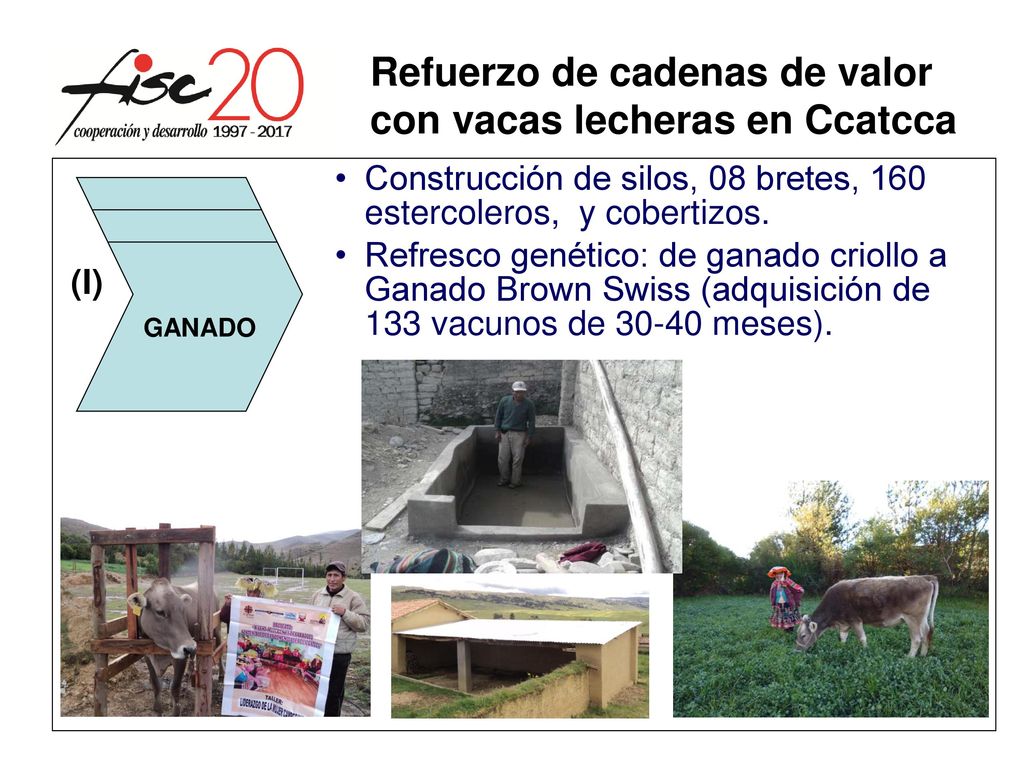 Refuerzo de cadenas de valor con vacas lecheras en Ccatcca