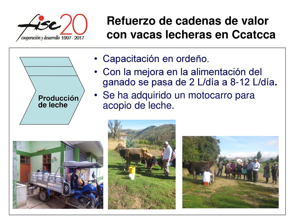 Refuerzo de cadenas de valor con vacas lecheras en Ccatcca