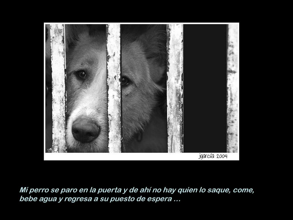 Mi perro se paro en la puerta y de ahí no hay quien lo saque, come, bebe agua y regresa a su puesto de espera …