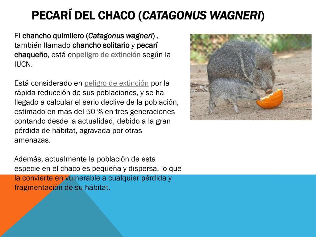 Pecarí del Chaco (Catagonus wagneri)