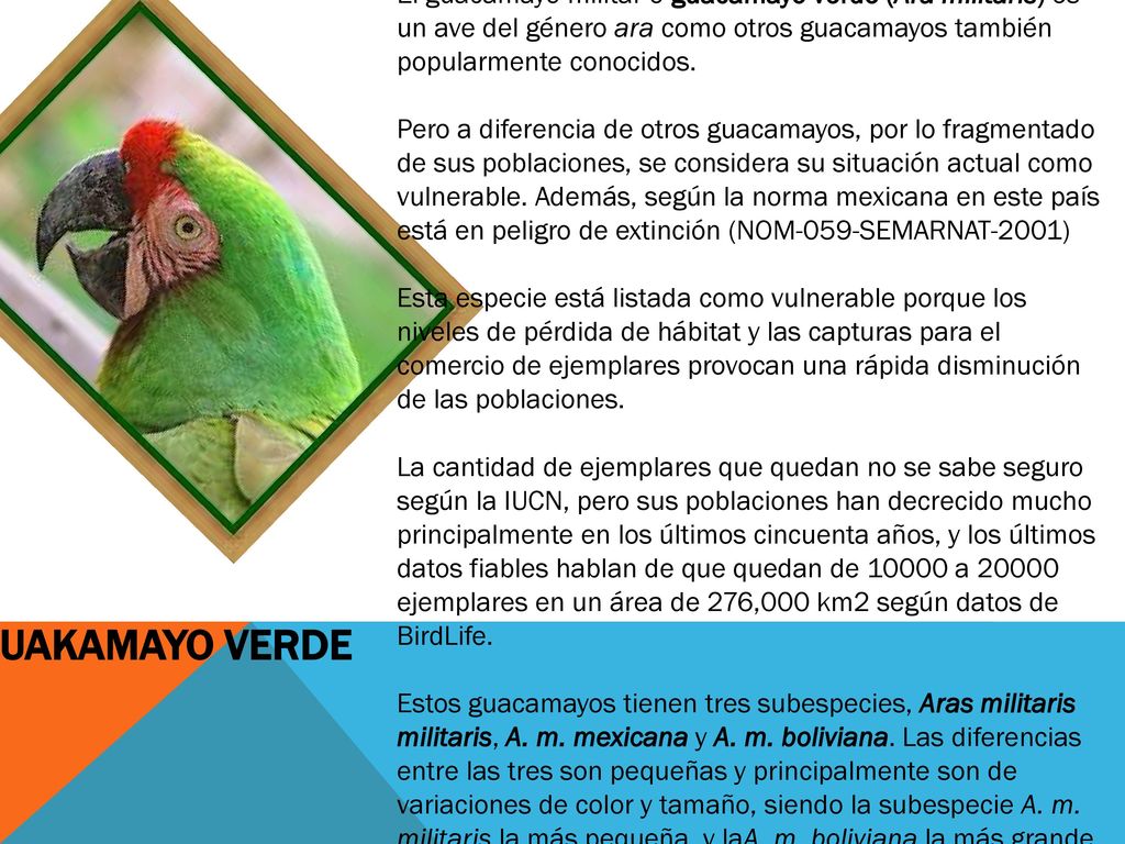 El guacamayo militar o guacamayo verde (Ara militaris) es un ave del género ara como otros guacamayos también popularmente conocidos. Pero a diferencia de otros guacamayos, por lo fragmentado de sus poblaciones, se considera su situación actual como vulnerable. Además, según la norma mexicana en este país está en peligro de extinción (NOM-059-SEMARNAT-2001) Esta especie está listada como vulnerable porque los niveles de pérdida de hábitat y las capturas para el comercio de ejemplares provocan una rápida disminución de las poblaciones. La cantidad de ejemplares que quedan no se sabe seguro según la IUCN, pero sus poblaciones han decrecido mucho principalmente en los últimos cincuenta años, y los últimos datos fiables hablan de que quedan de a ejemplares en un área de 276,000 km2 según datos de BirdLife. Estos guacamayos tienen tres subespecies, Aras militaris militaris, A. m. mexicana y A. m. boliviana. Las diferencias entre las tres son pequeñas y principalmente son de variaciones de color y tamaño, siendo la subespecie A. m. militaris la más pequeña, y laA. m. boliviana la más grande.