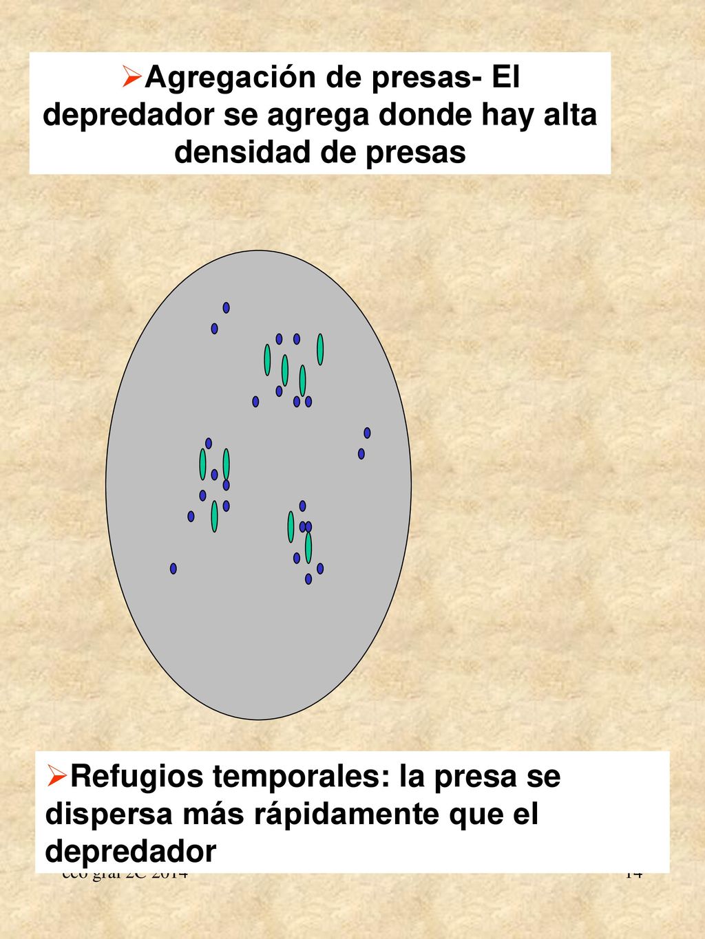 Agregación de presas- El depredador se agrega donde hay alta densidad de presas
