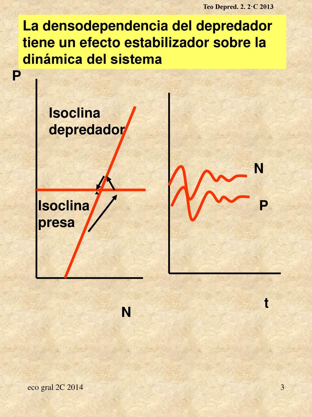 Teo Depred. 2. 2·C 2013 La densodependencia del depredador tiene un efecto estabilizador sobre la dinámica del sistema.