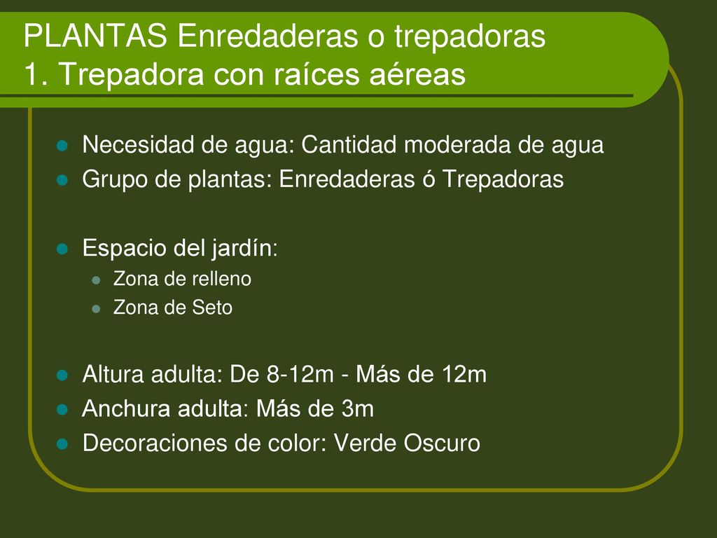 PLANTAS Enredaderas o trepadoras 1. Trepadora con raíces aéreas
