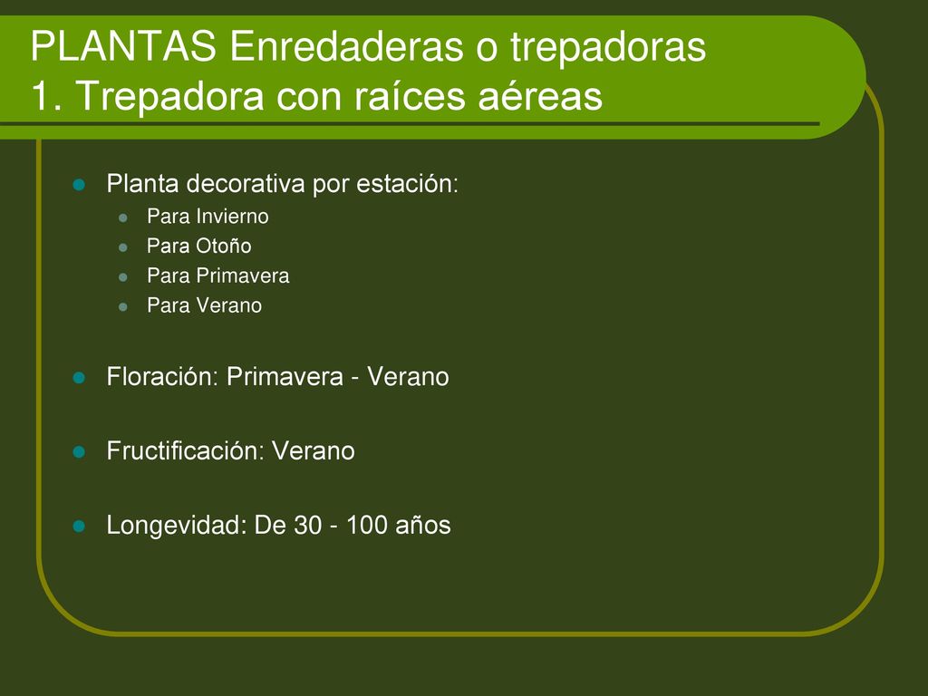PLANTAS Enredaderas o trepadoras 1. Trepadora con raíces aéreas