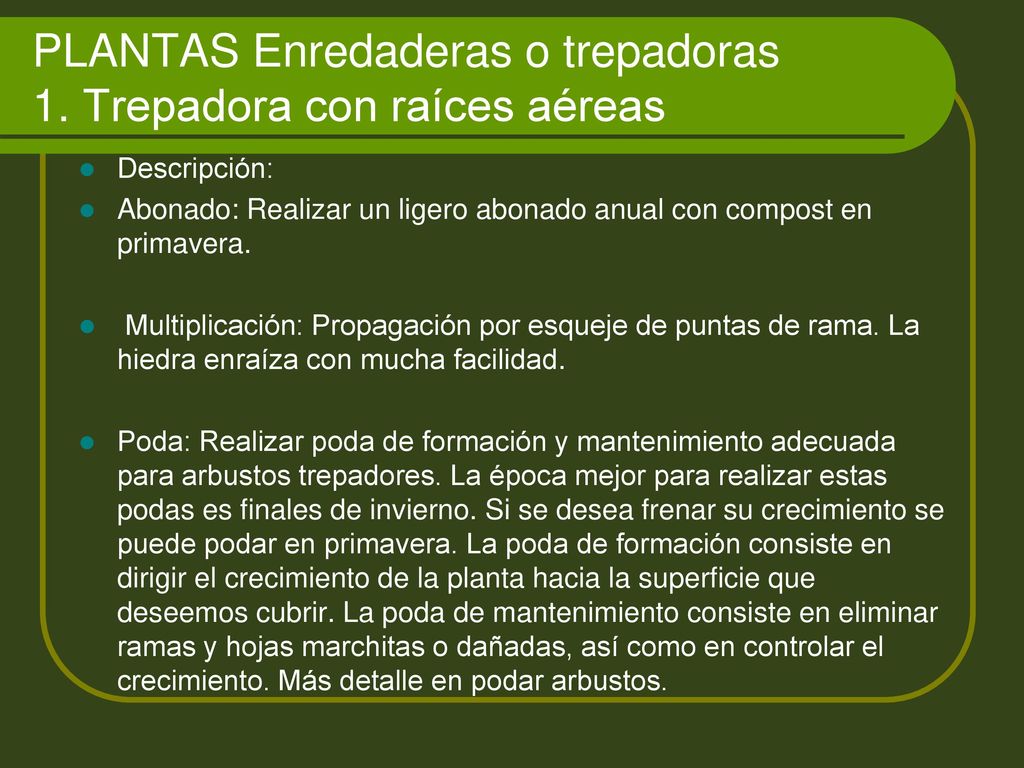 PLANTAS Enredaderas o trepadoras 1. Trepadora con raíces aéreas