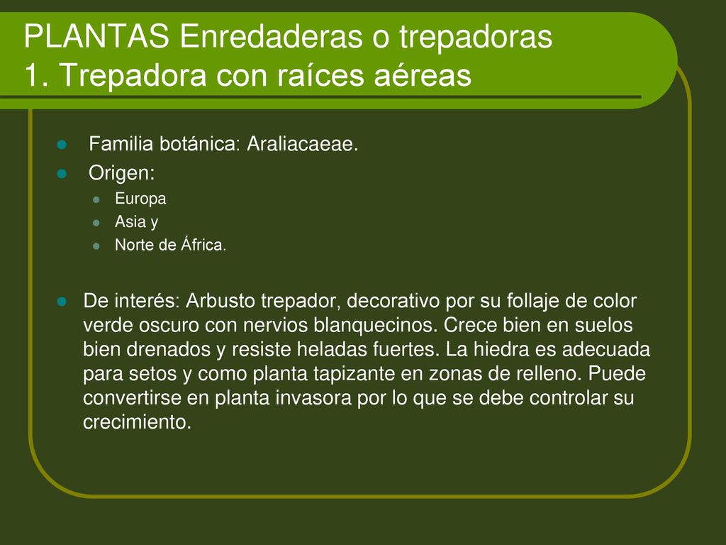 PLANTAS Enredaderas o trepadoras 1. Trepadora con raíces aéreas