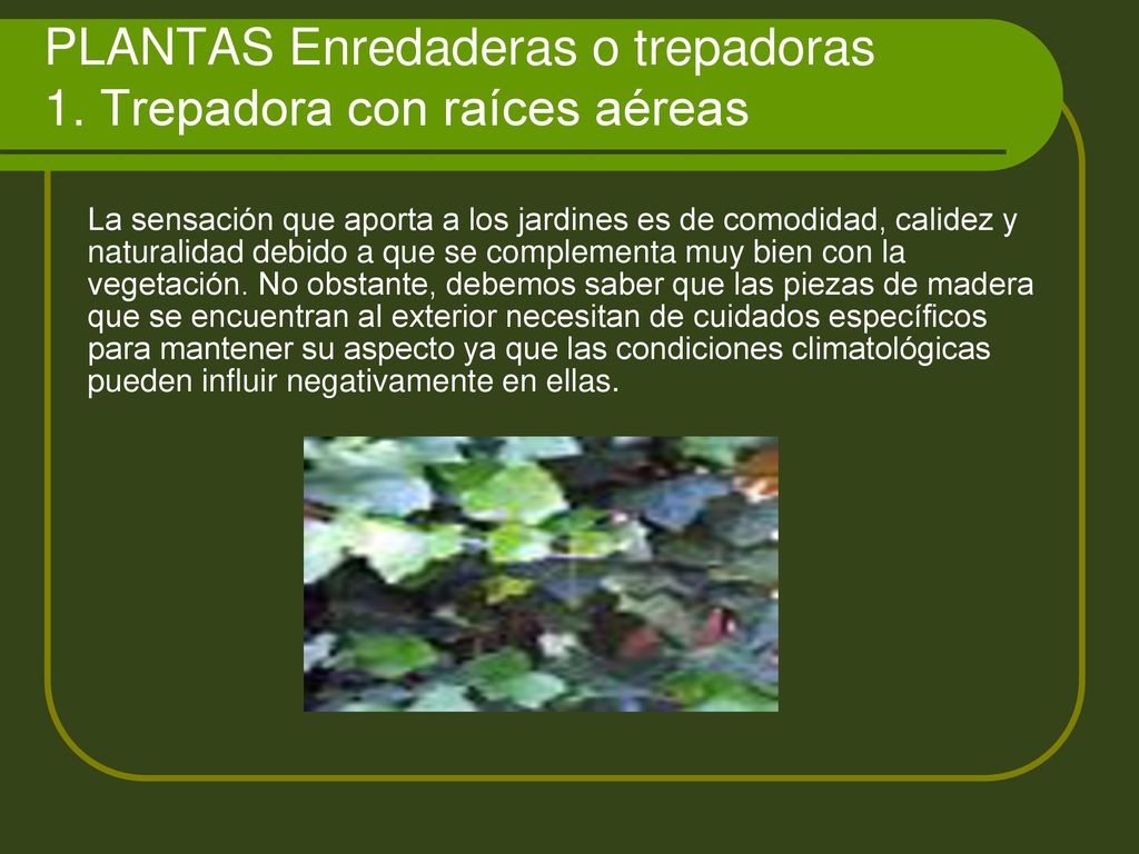PLANTAS Enredaderas o trepadoras 1. Trepadora con raíces aéreas