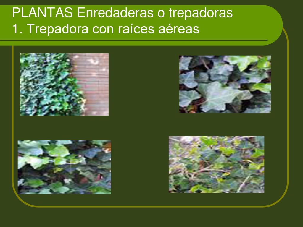 PLANTAS Enredaderas o trepadoras 1. Trepadora con raíces aéreas