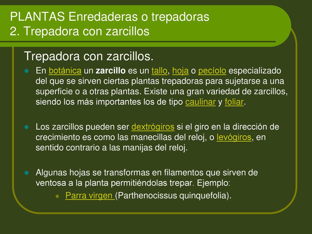 PLANTAS Enredaderas o trepadoras 2. Trepadora con zarcillos