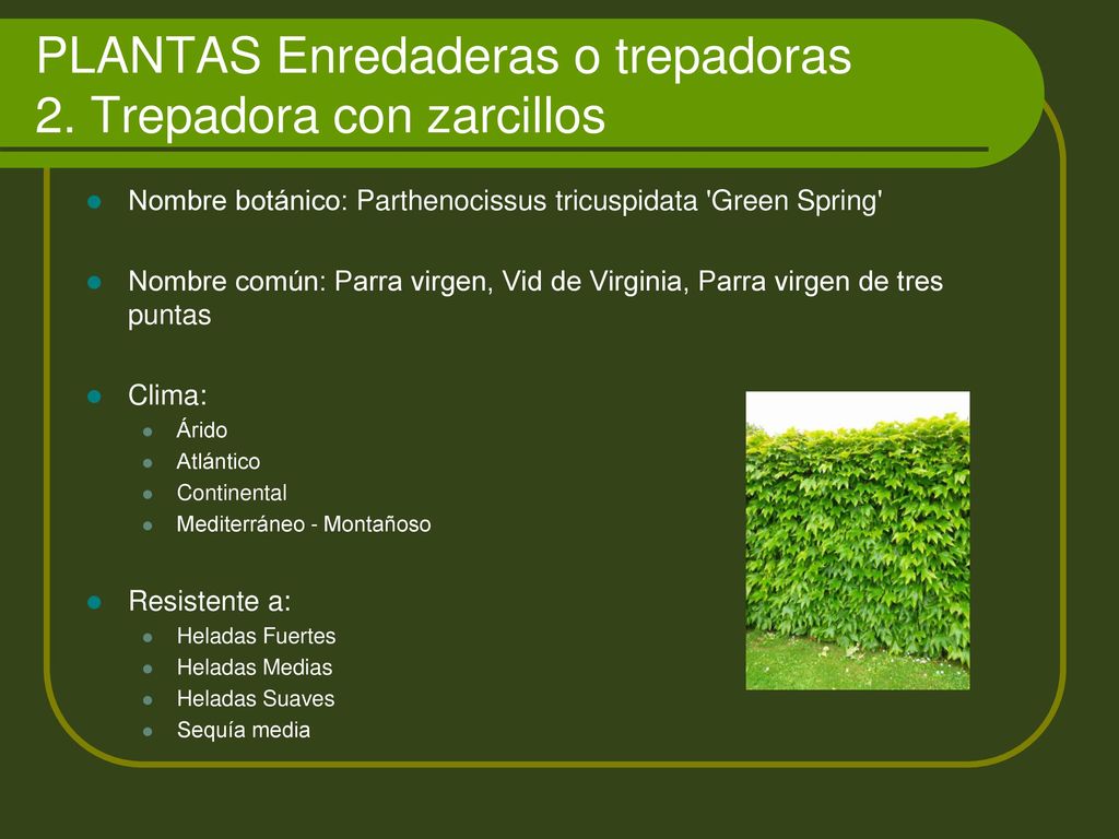 PLANTAS Enredaderas o trepadoras 2. Trepadora con zarcillos