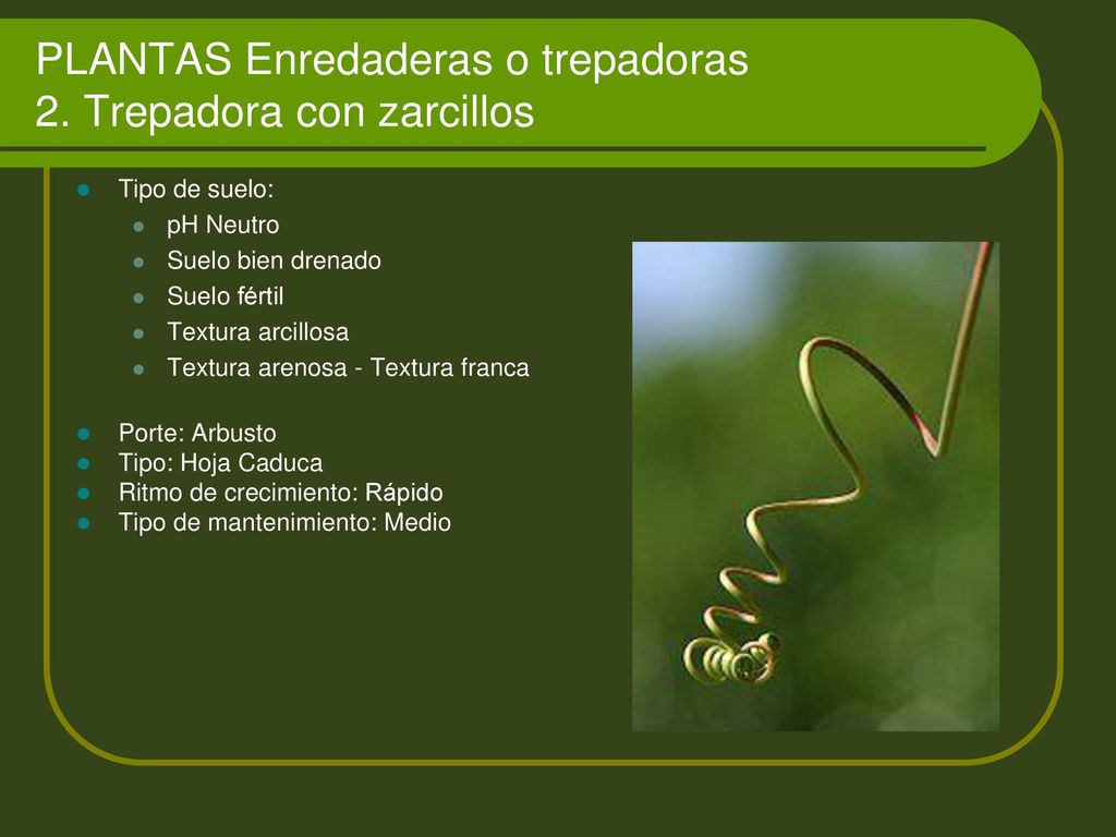PLANTAS Enredaderas o trepadoras 2. Trepadora con zarcillos