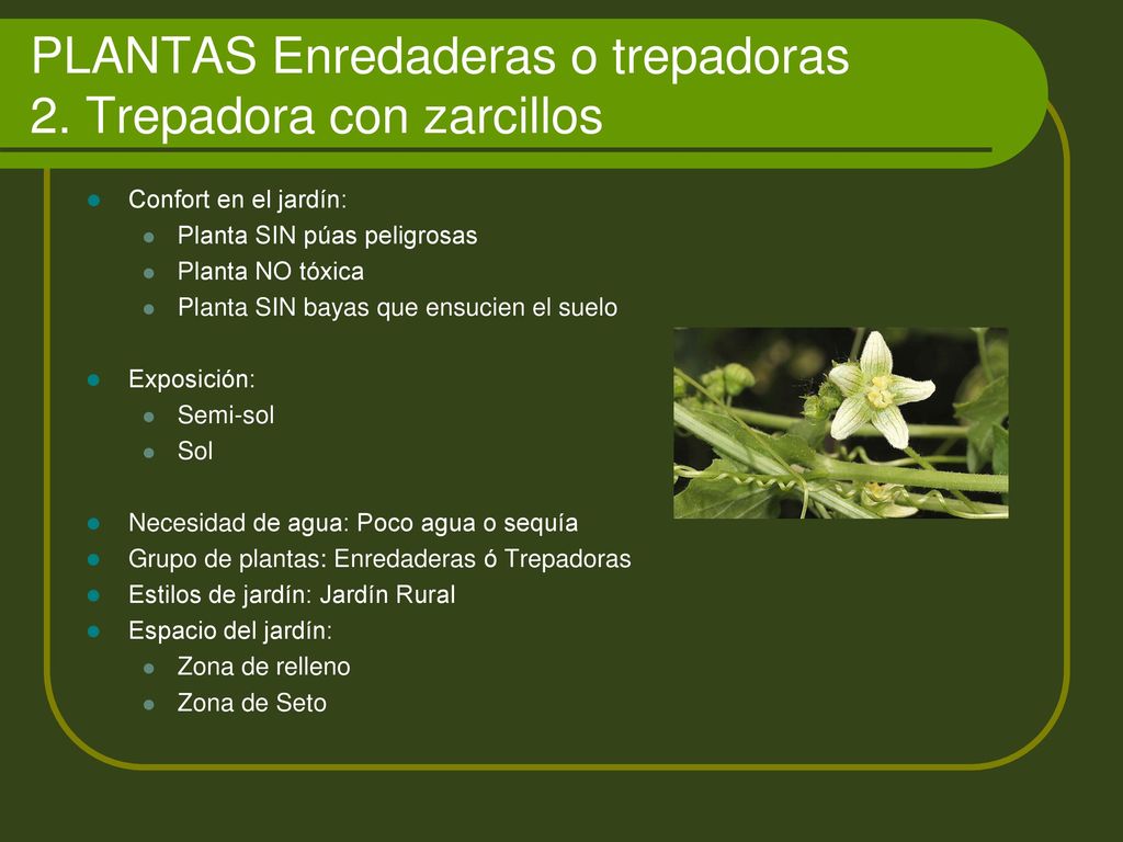 PLANTAS Enredaderas o trepadoras 2. Trepadora con zarcillos