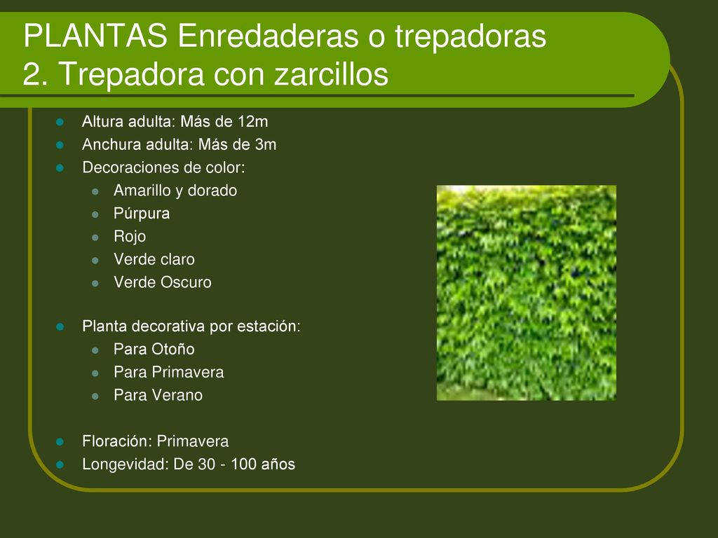 PLANTAS Enredaderas o trepadoras 2. Trepadora con zarcillos
