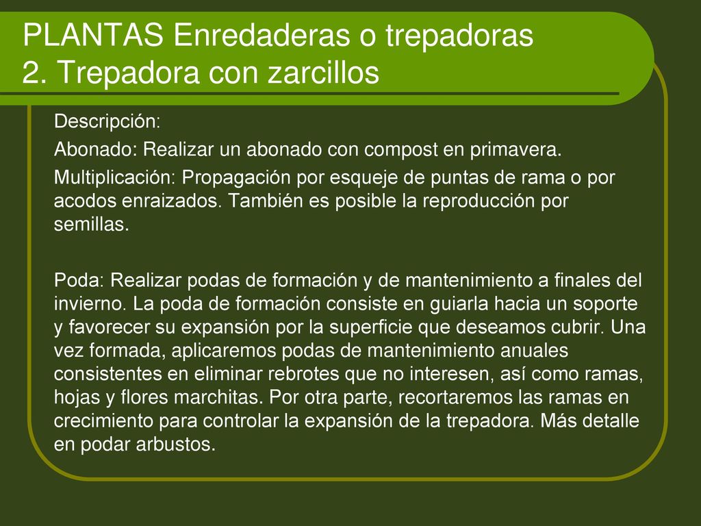 PLANTAS Enredaderas o trepadoras 2. Trepadora con zarcillos