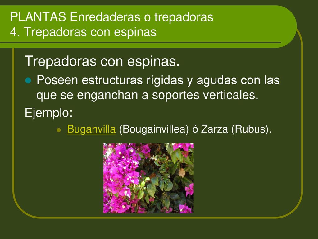 PLANTAS Enredaderas o trepadoras 4. Trepadoras con espinas