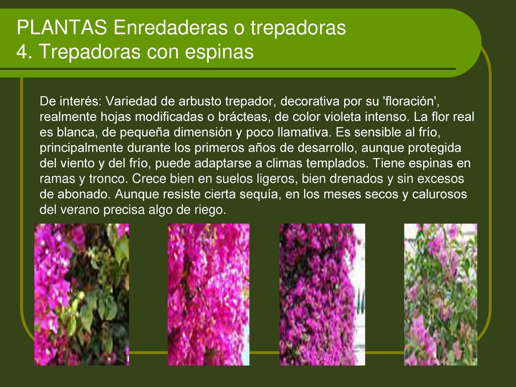 PLANTAS Enredaderas o trepadoras 4. Trepadoras con espinas