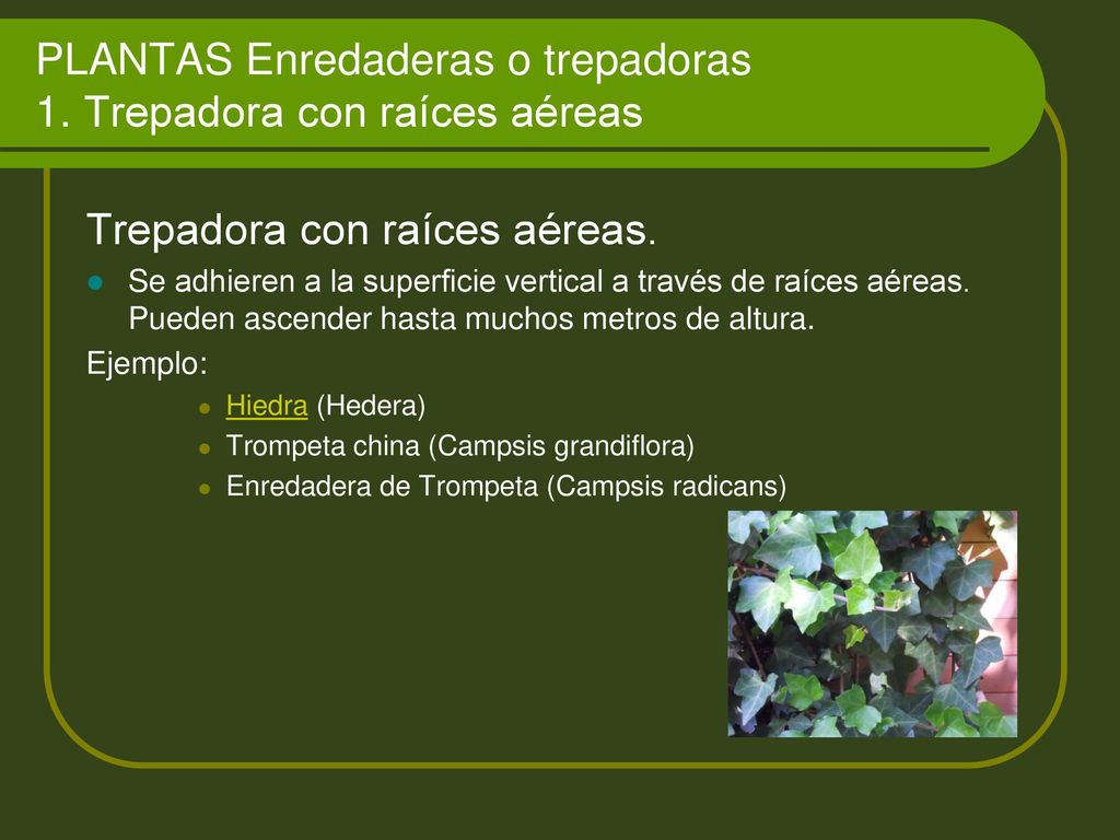 PLANTAS Enredaderas o trepadoras 1. Trepadora con raíces aéreas