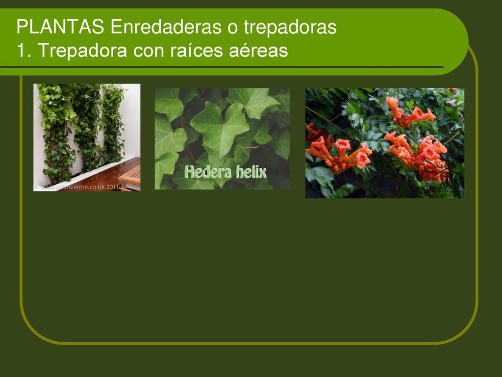 PLANTAS Enredaderas o trepadoras 1. Trepadora con raíces aéreas