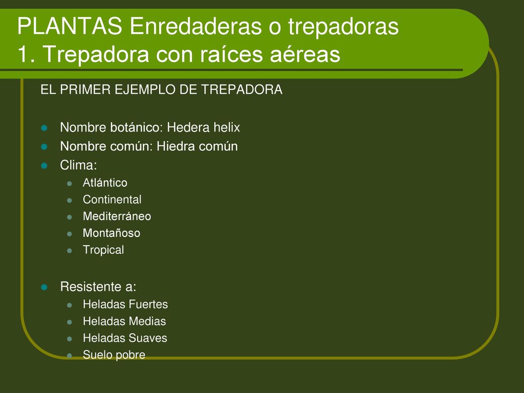 PLANTAS Enredaderas o trepadoras 1. Trepadora con raíces aéreas