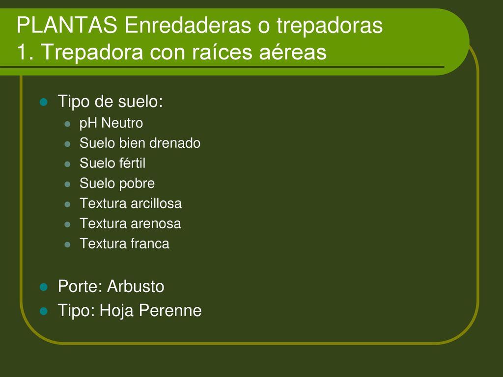 PLANTAS Enredaderas o trepadoras 1. Trepadora con raíces aéreas
