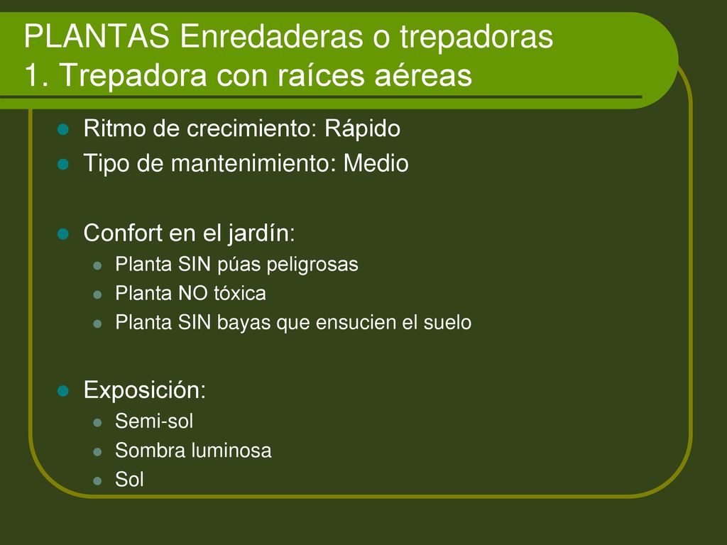 PLANTAS Enredaderas o trepadoras 1. Trepadora con raíces aéreas
