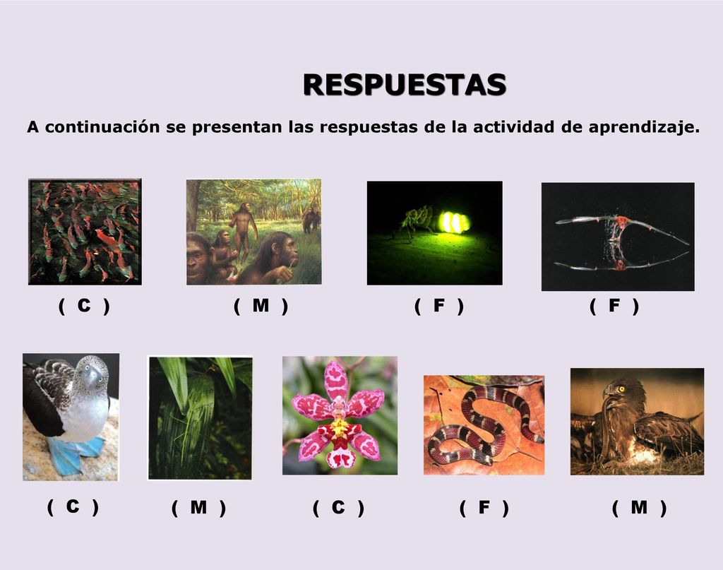 RESPUESTAS ( C ) ( M ) ( F ) ( F ) ( C ) ( M ) ( C ) ( F ) ( M )