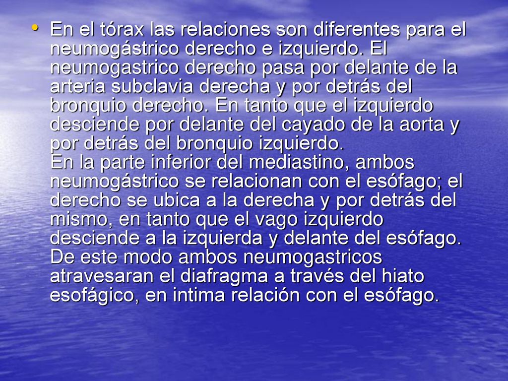 En el tórax las relaciones son diferentes para el neumogástrico derecho e izquierdo.
