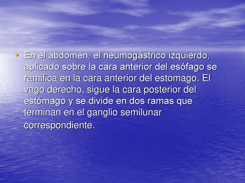 En el abdomen, el neumogástrico izquierdo, aplicado sobre la cara anterior del esófago se ramifica en la cara anterior del estomago.