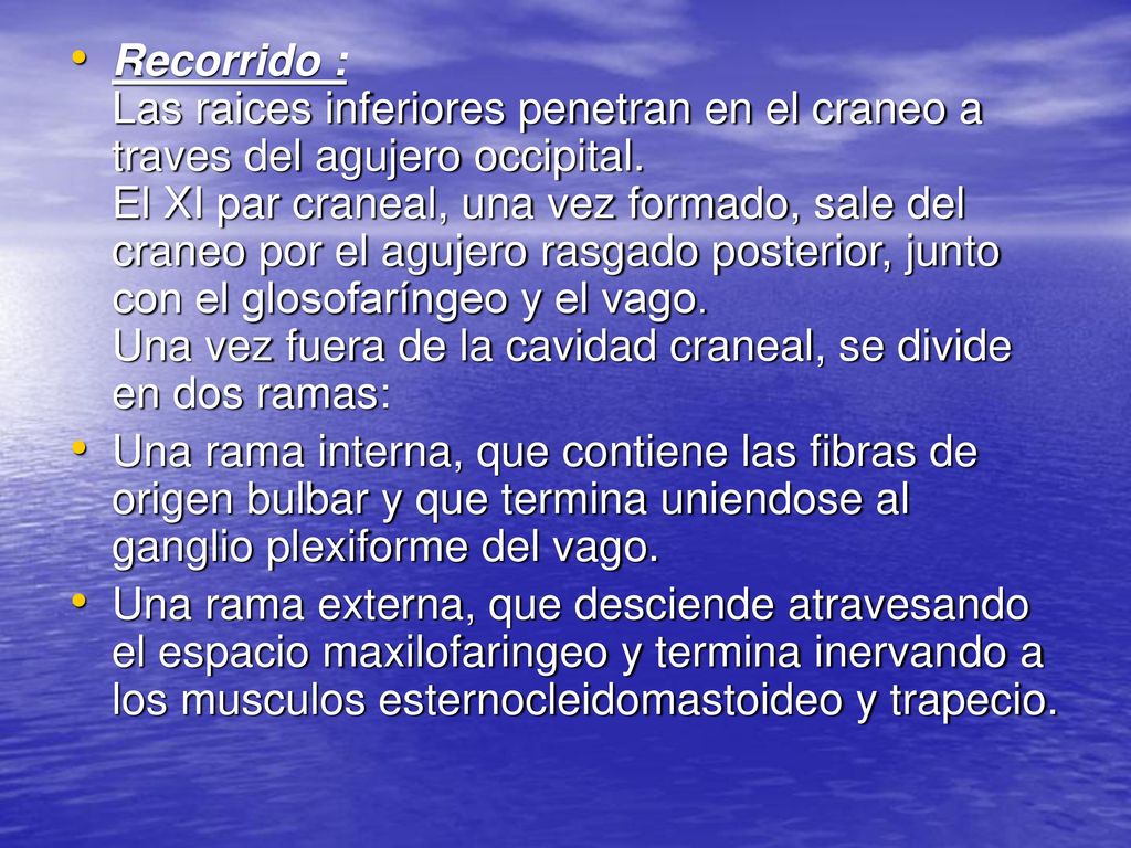 Recorrido : Las raices inferiores penetran en el craneo a traves del agujero occipital. El XI par craneal, una vez formado, sale del craneo por el agujero rasgado posterior, junto con el glosofaríngeo y el vago. Una vez fuera de la cavidad craneal, se divide en dos ramas: