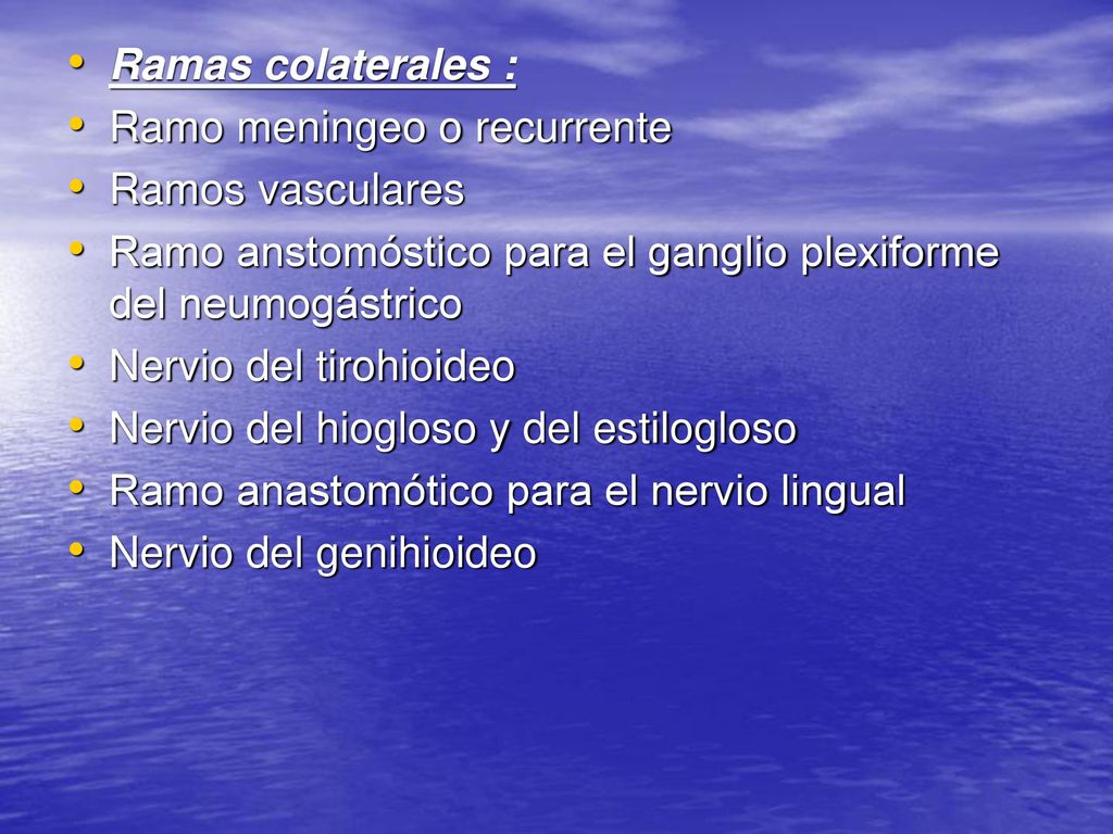 Ramas colaterales : Ramo meningeo o recurrente. Ramos vasculares. Ramo anstomóstico para el ganglio plexiforme del neumogástrico.