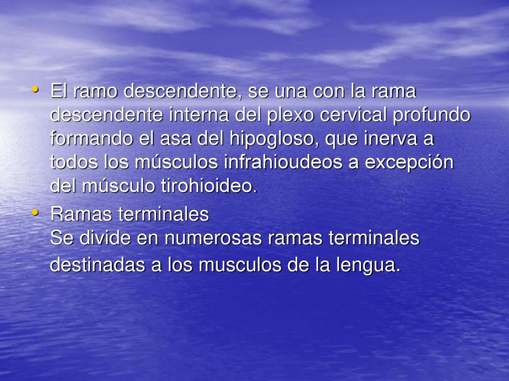 El ramo descendente, se una con la rama descendente interna del plexo cervical profundo formando el asa del hipogloso, que inerva a todos los músculos infrahioudeos a excepción del músculo tirohioideo.